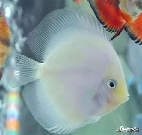 七彩神仙魚吃什麼|七彩神仙魚餵什麼好？看這裡就對了